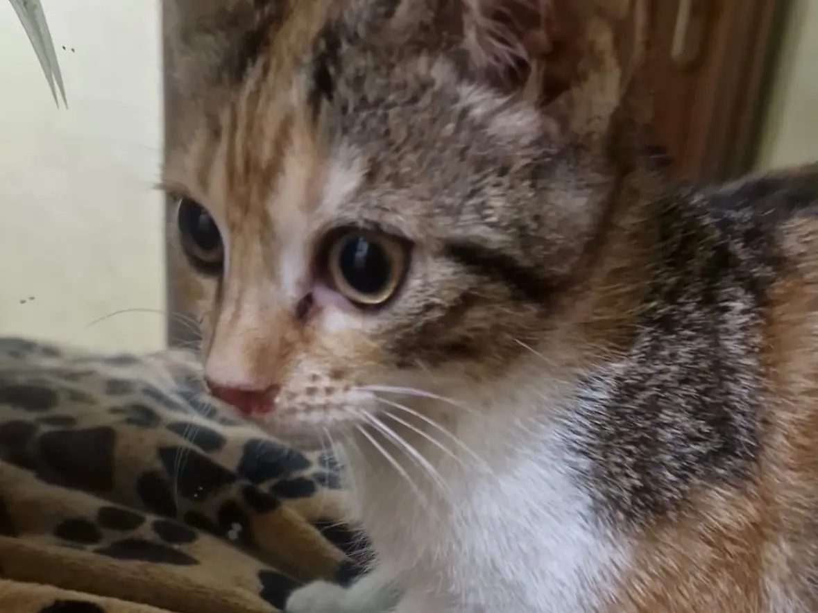 Adotta un gatto, femmina, 11 mesi, Napoli