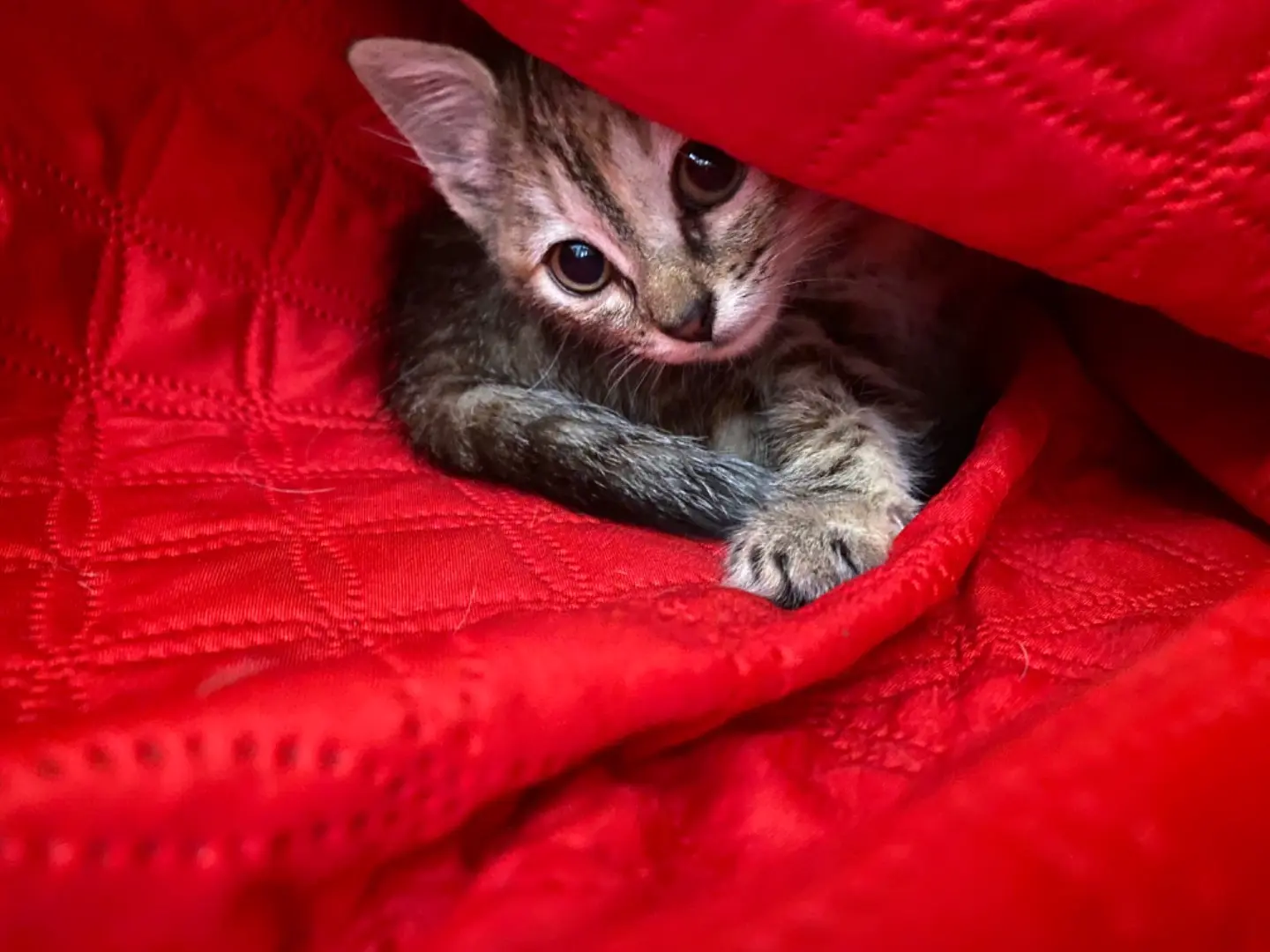 Adotta un gatto, femmina, 1 anno e 6 mesi, Teramo
