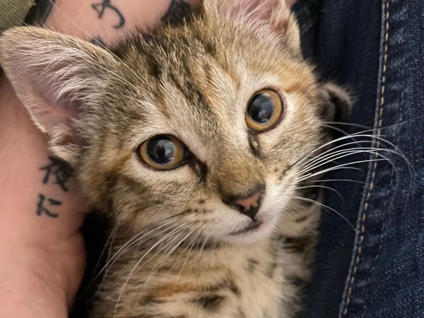 Adotta un gatto, taglia non valida, femmina, Teramo