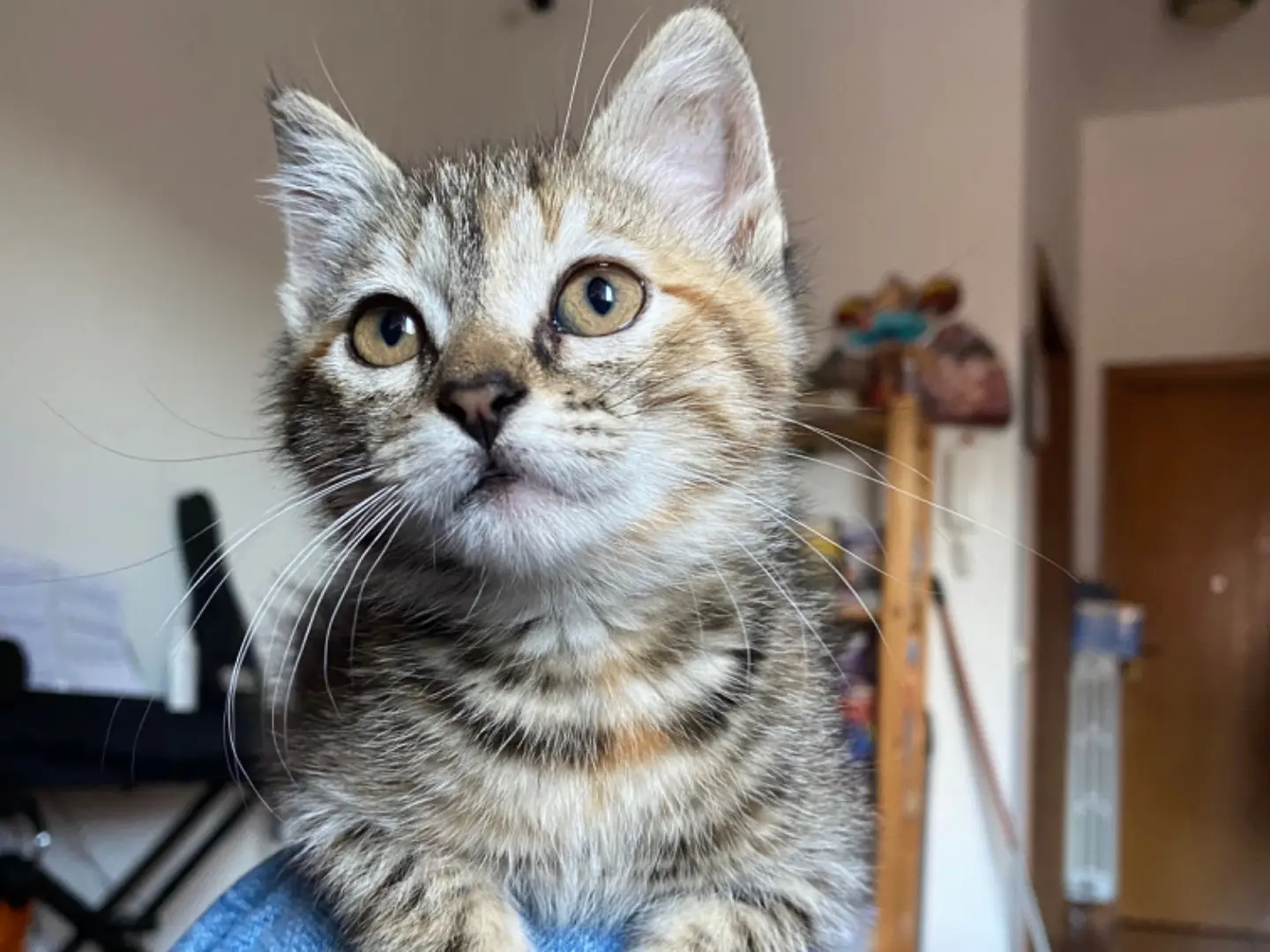 Adozione gatto, femmina, Razza sconosciuta Razza sconosciuta, 1 anno e 6 mesi, taglia non valida, Teramo