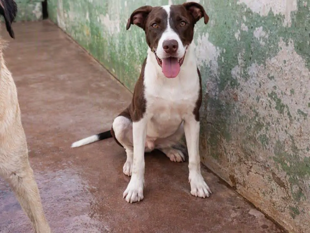 Adozione cane, maschio, Pitbull Razza sconosciuta, 9 mesi, taglia media, Caserta