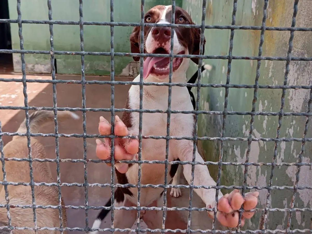 Adotta un cane, maschio, 9 mesi, Caserta