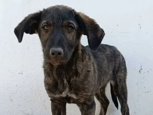 Adotta un cane, taglia media, maschio, Crotone