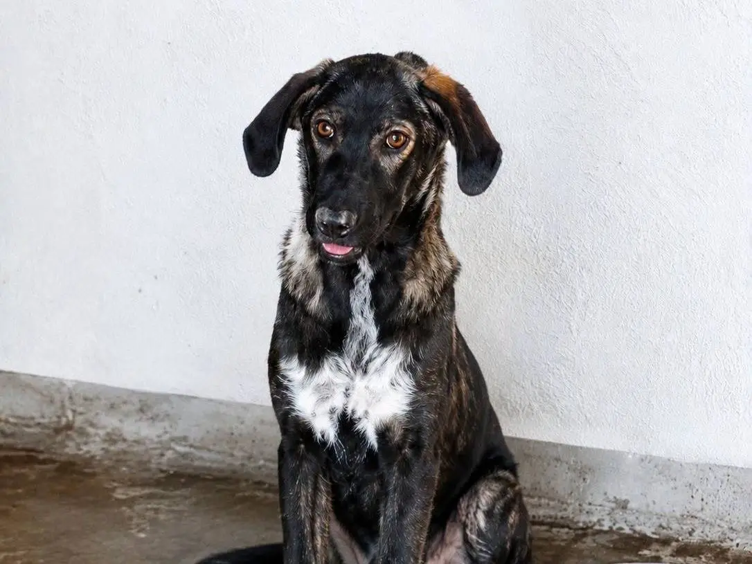 Adotta un cane, maschio, 8 mesi, Crotone