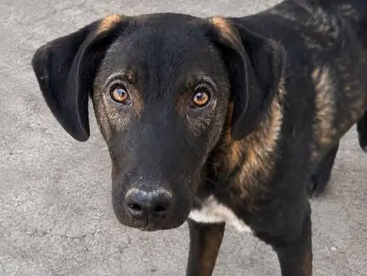 Adozione cane, maschio, Razza sconosciuta Razza sconosciuta, 8 mesi, taglia media, Crotone