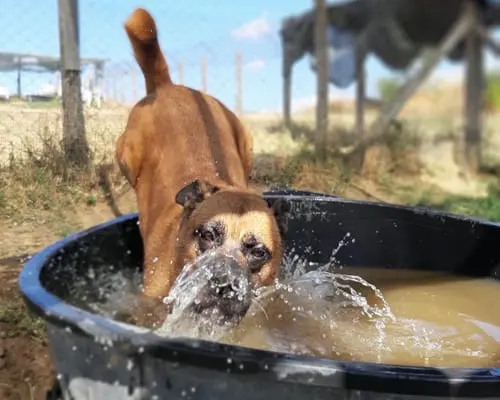 Adotta il cane mustafa a Roma