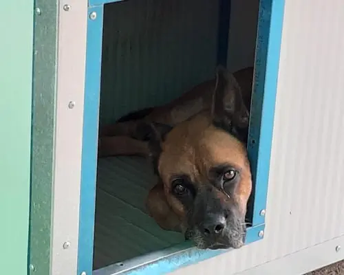 Adozione cane, maschio, meticcio, 9 anni e 9 mesi, taglia grande, Roma
