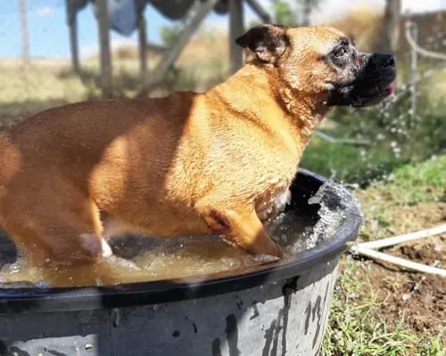 Adotta un cane, taglia grande, maschio, Roma