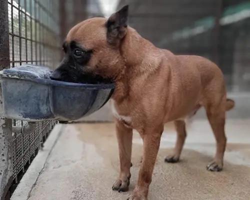 Adotta un cane, maschio, 9 anni e 9 mesi, Roma