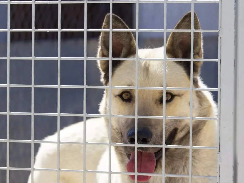 Adozione cane, maschio, meticcio, 8 anni e 8 mesi, taglia grande, Taranto