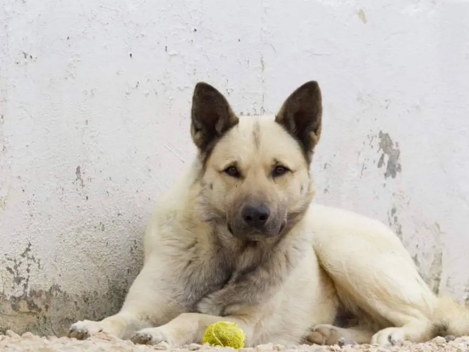 Adotta un cane, maschio, 8 anni e 8 mesi, Taranto