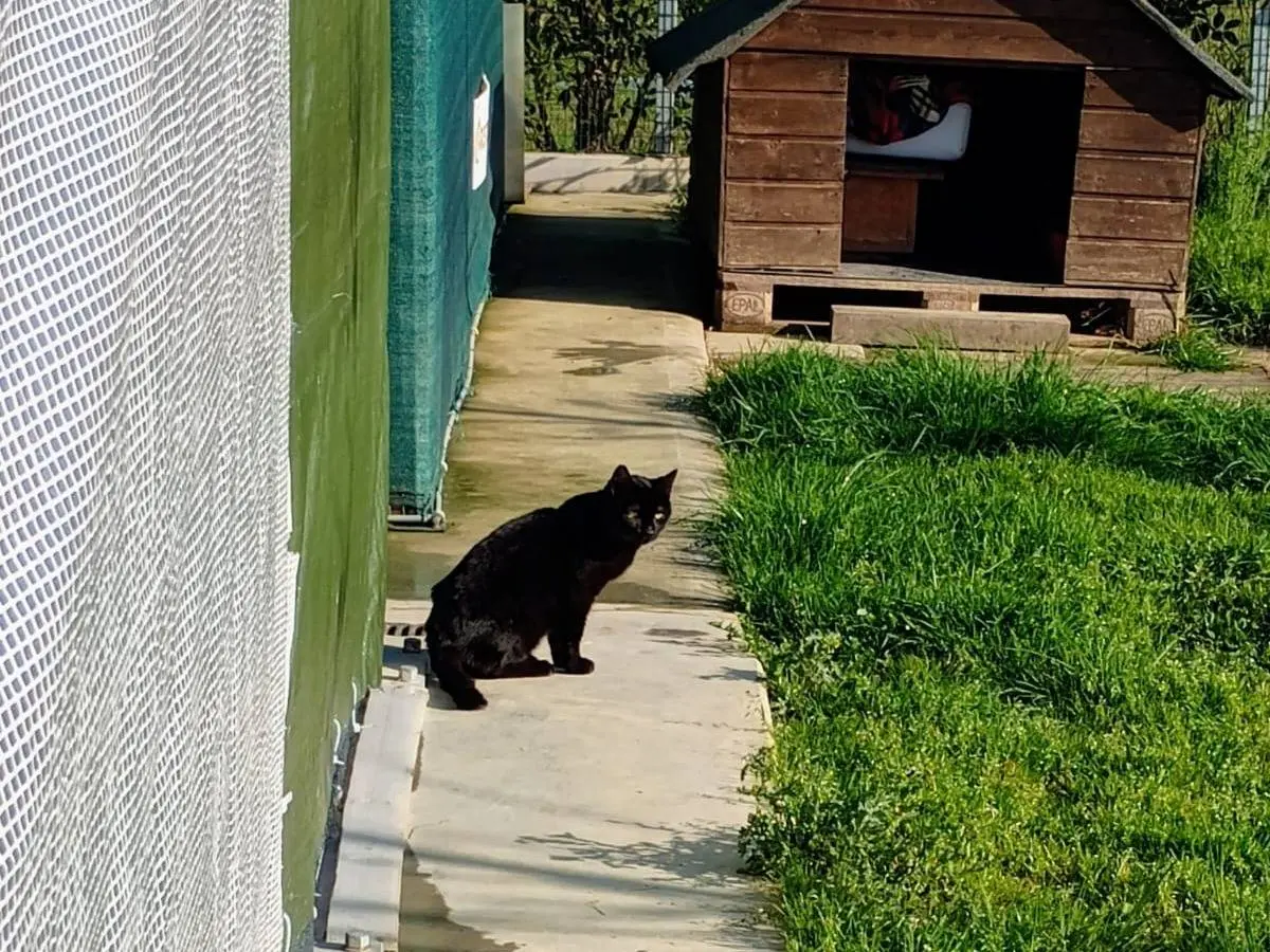 Adotta un gatto, maschio, 3 anni e 9 mesi, Ravenna