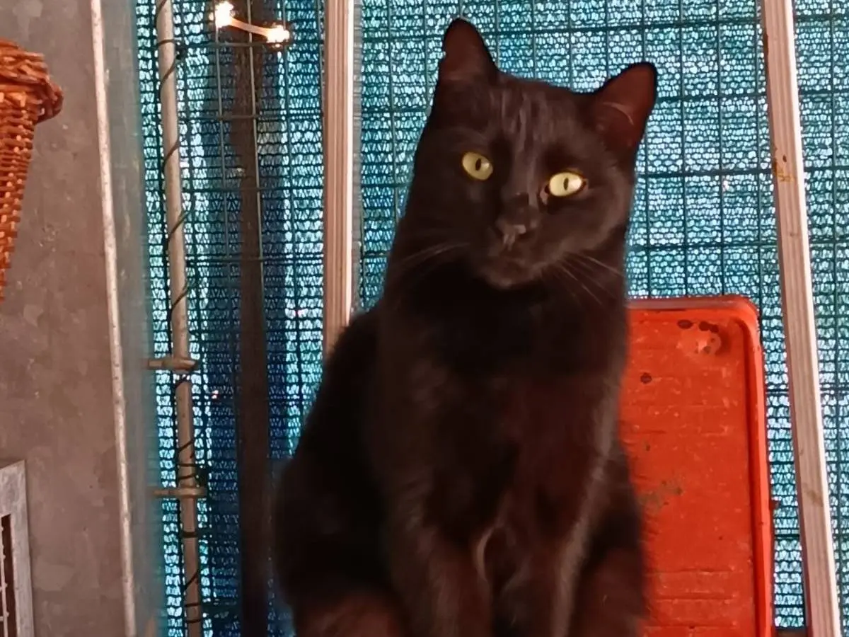 Adozione gatto, maschio, Razza sconosciuta Razza sconosciuta, 3 anni e 9 mesi, taglia non valida, Ravenna