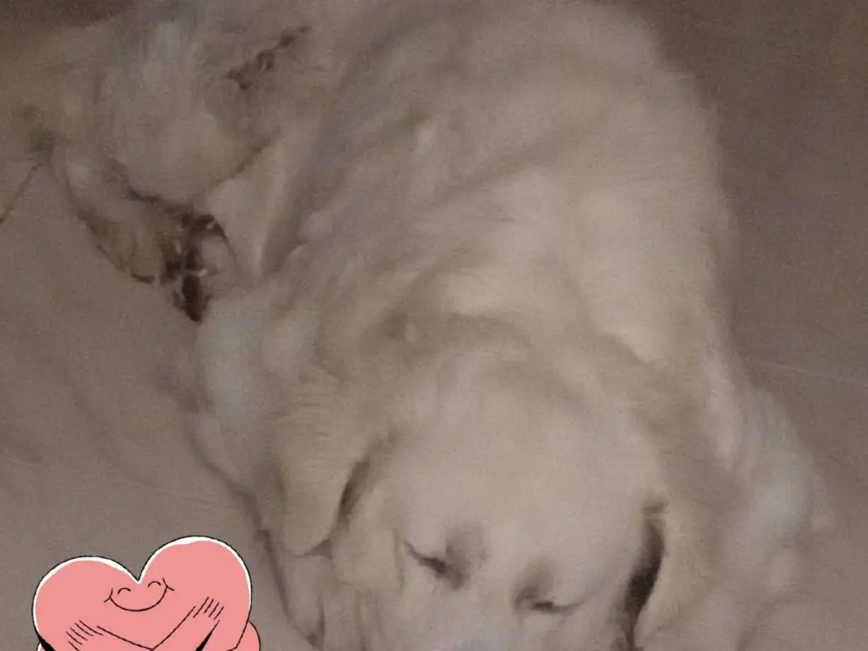 Adotta un cane, femmina, 2 anni e 2 mesi, Bari