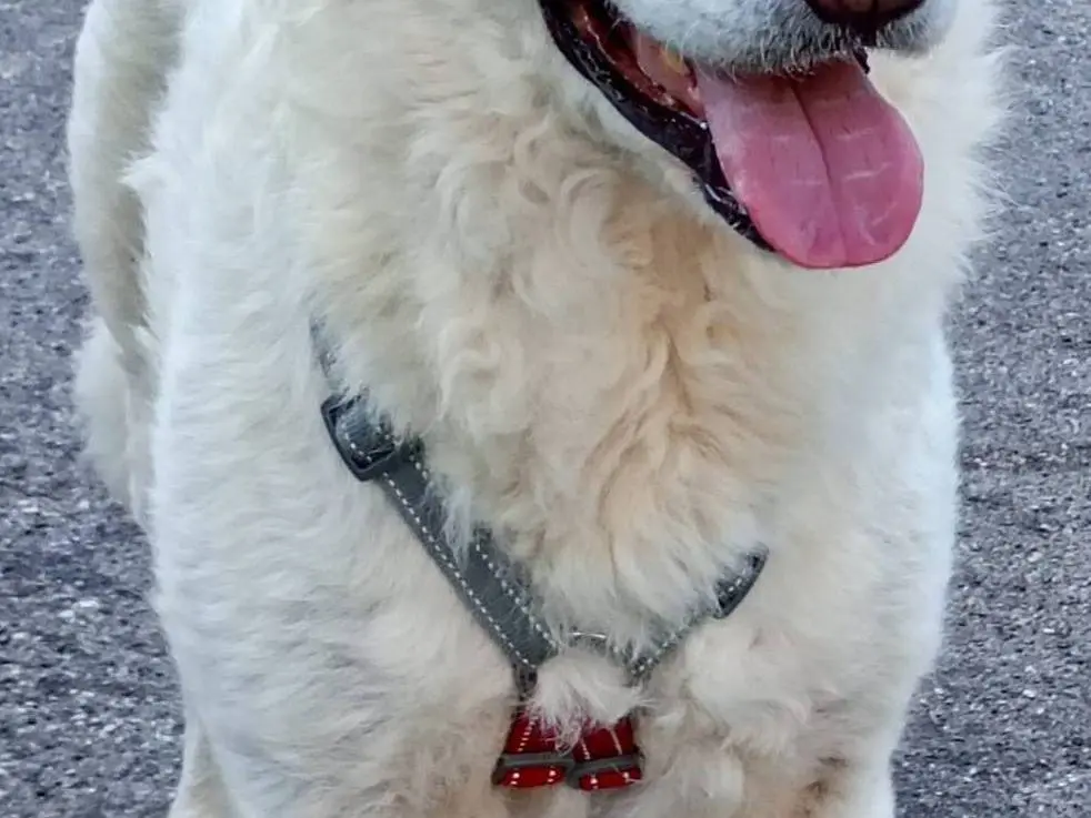 Adozione cane, femmina, Razza sconosciuta Razza sconosciuta, 2 anni e 2 mesi, taglia grande, Bari