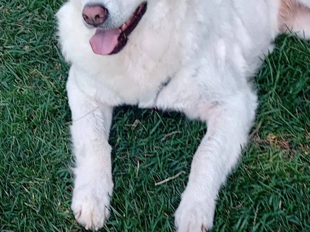 Adotta il cane Fatima a Bari