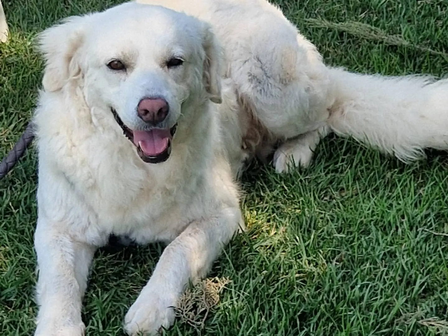 Adotta un cane, taglia grande, femmina, Bari