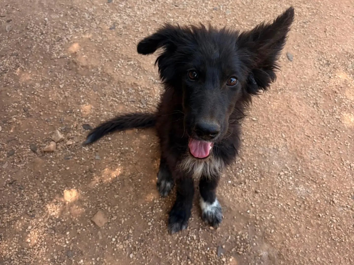 Adozione cane, femmina, Border Collie Pastore tedesco, 7 mesi, taglia media, Taranto