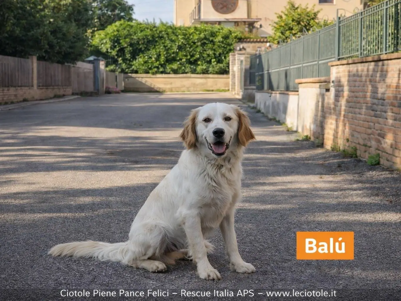 Foto 1 dell'animale