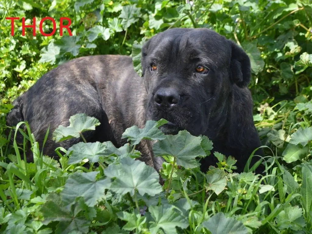 Adotta un cane, maschio, 3 anni e 4 mesi, Lecce