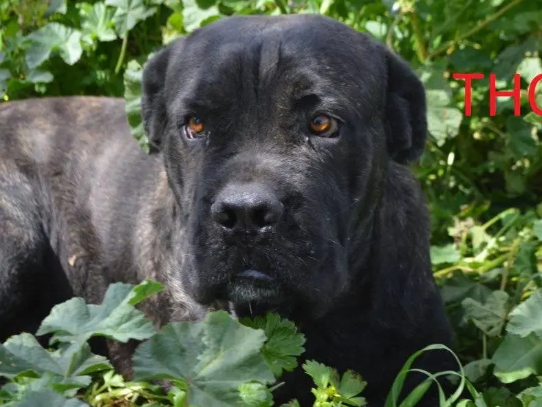 Adozione cane, maschio, Corso Razza sconosciuta, 3 anni e 4 mesi, taglia gigante, Lecce