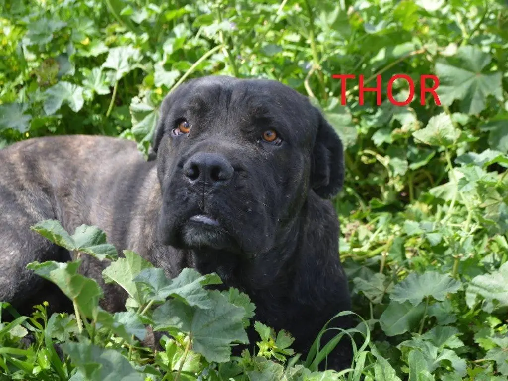 Adotta il cane Thor a Lecce