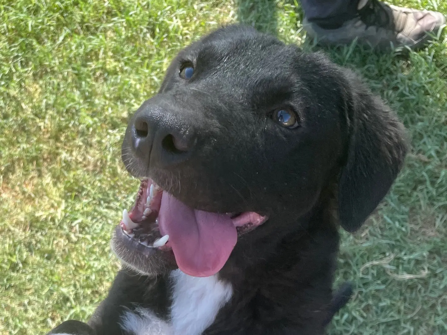 Adozione cane, maschio, Shar Pei Razza sconosciuta, 2 anni e 11 mesi, taglia media contenuta, Latina