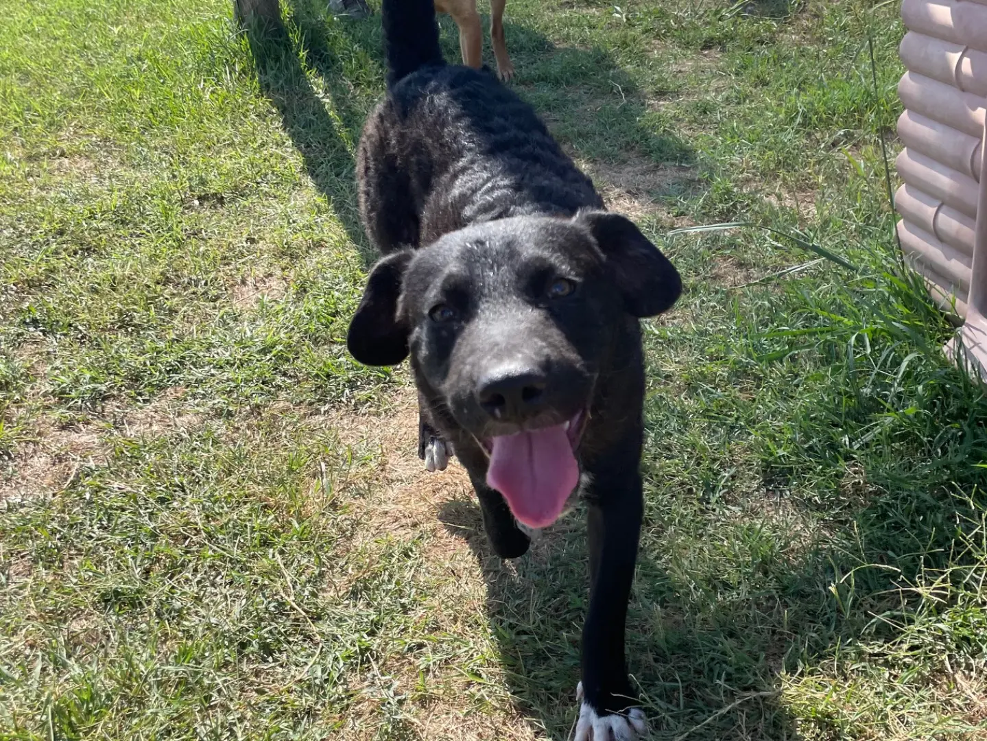 Adotta un cane, taglia media contenuta, maschio, Latina