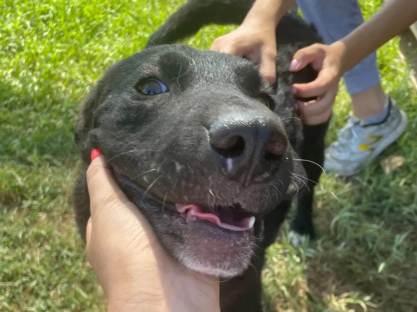 Vuoi adottare un cane a Latina?