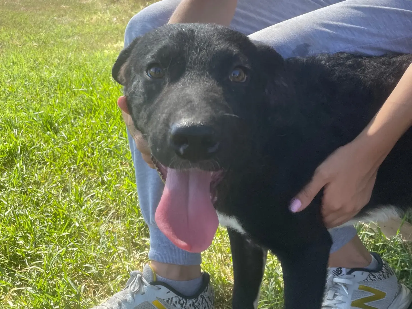 Adotta un cane, maschio, 2 anni e 11 mesi, Latina