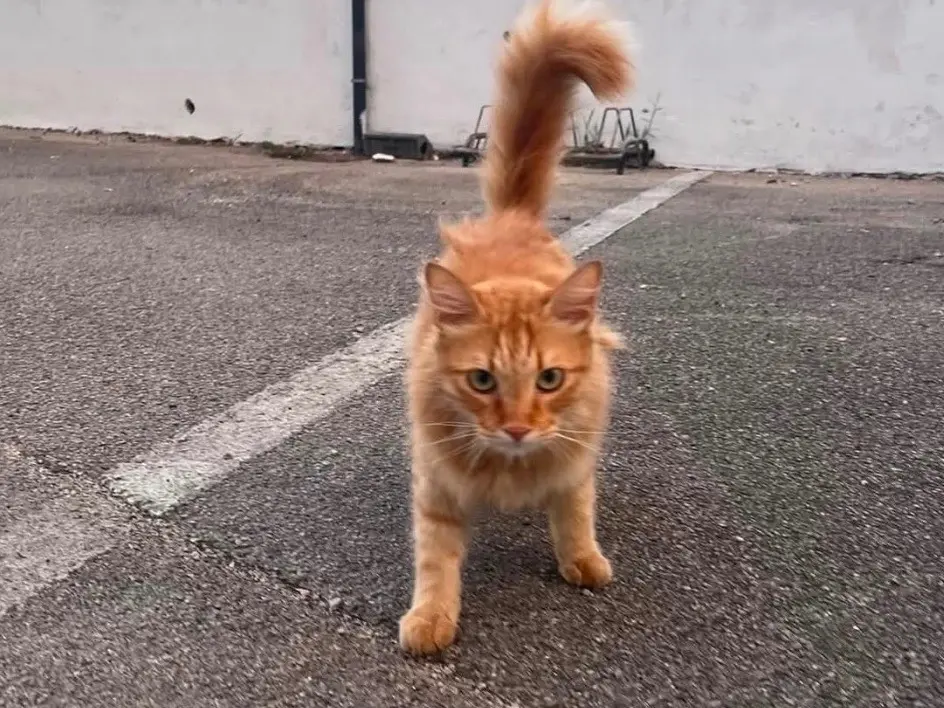 Adozione gatto, femmina, Razza sconosciuta Razza sconosciuta, 11 mesi, taglia non valida, Latina