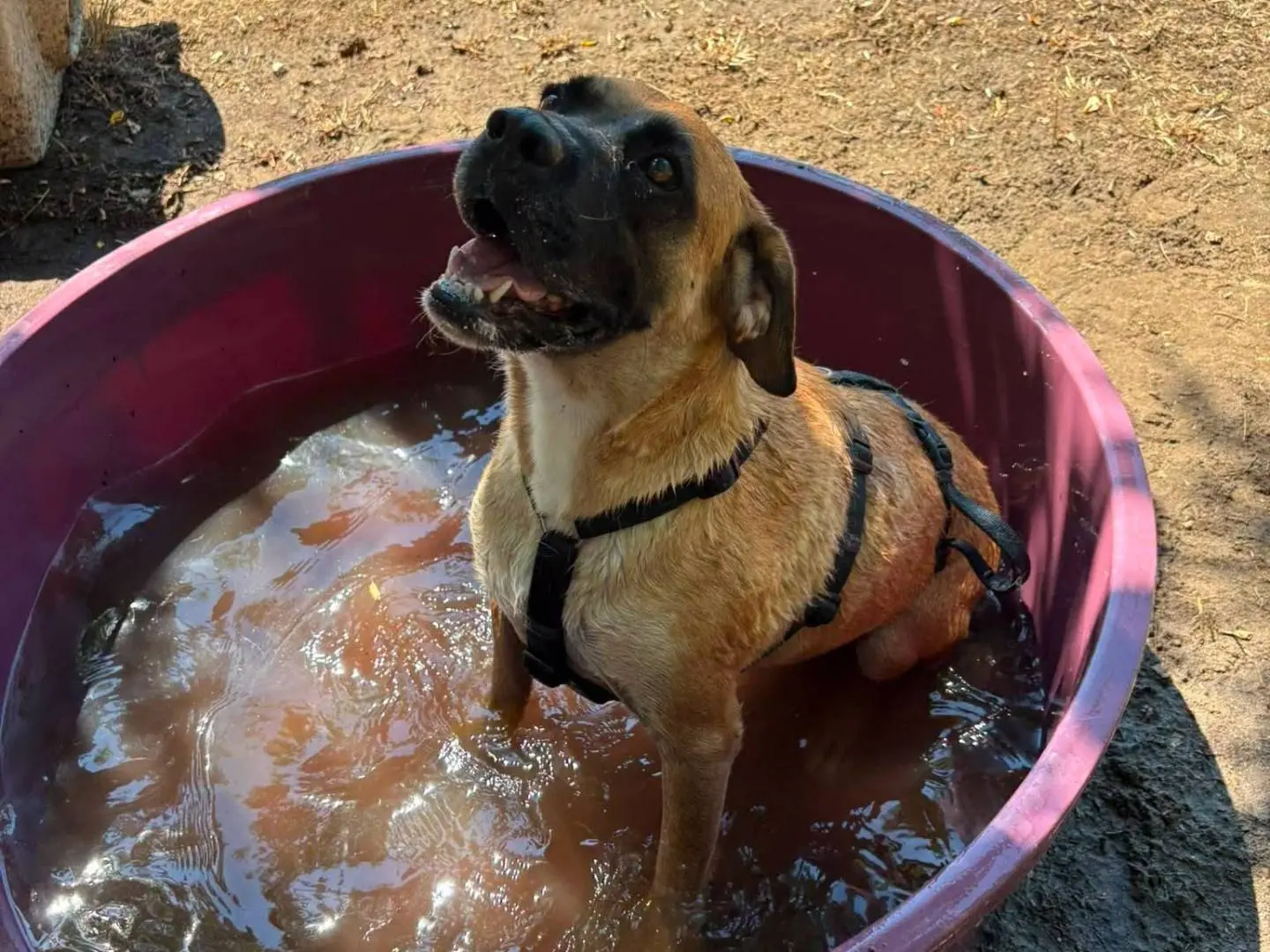 Adozione cane, maschio, Boxer Razza sconosciuta, 4 anni e 4 mesi, taglia media, Caserta