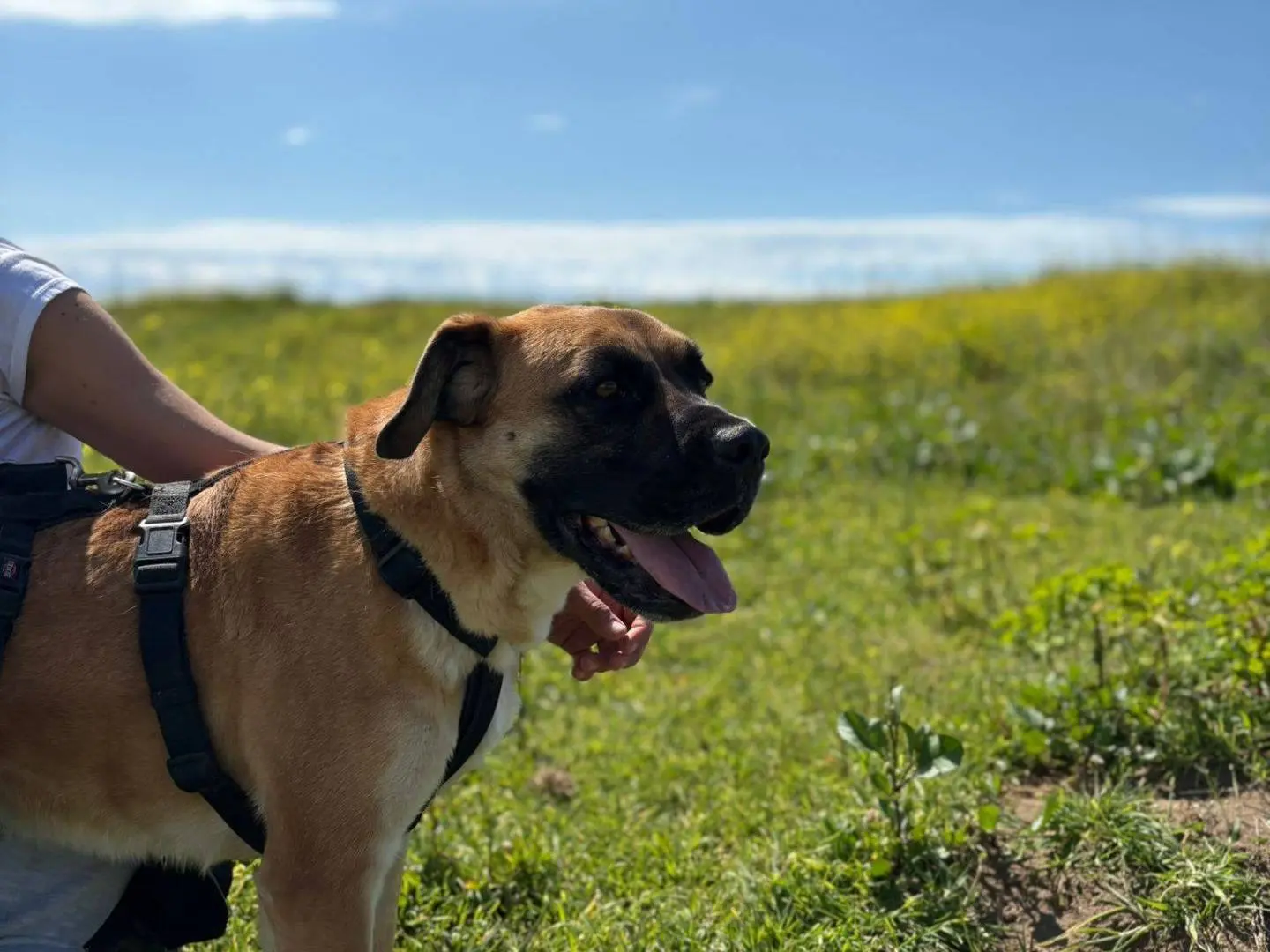 Adotta un cane, taglia media, maschio, Caserta