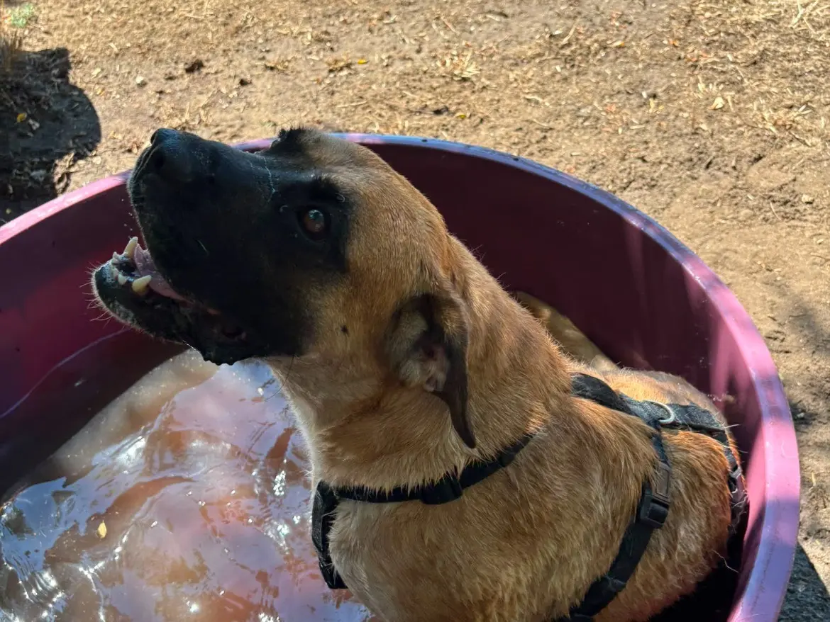 Adotta un cane, maschio, 4 anni e 4 mesi, Caserta