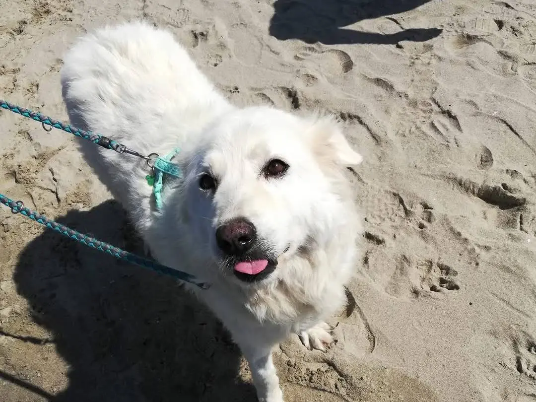 Adotta il cane Bianca neve a Caserta