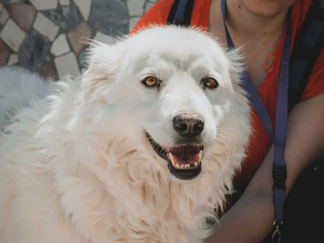 Vuoi adottare un cane a Caserta?