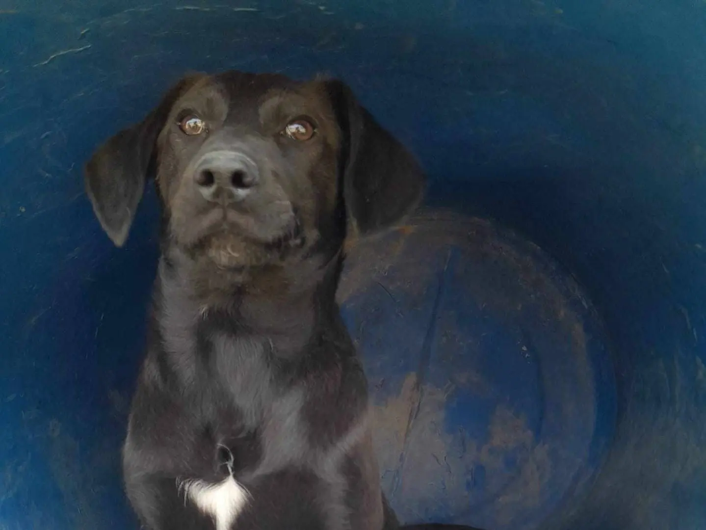 Adotta un cane, taglia media contenuta, maschio, Catania