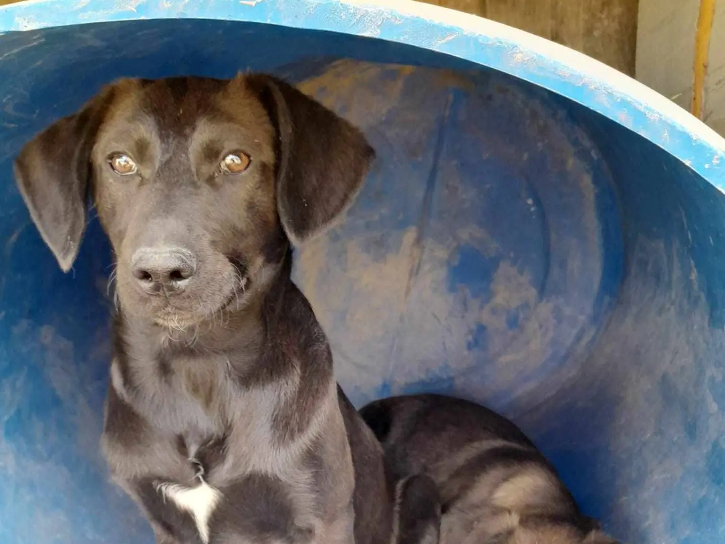 Adotta un cane, maschio, 3 anni, Catania