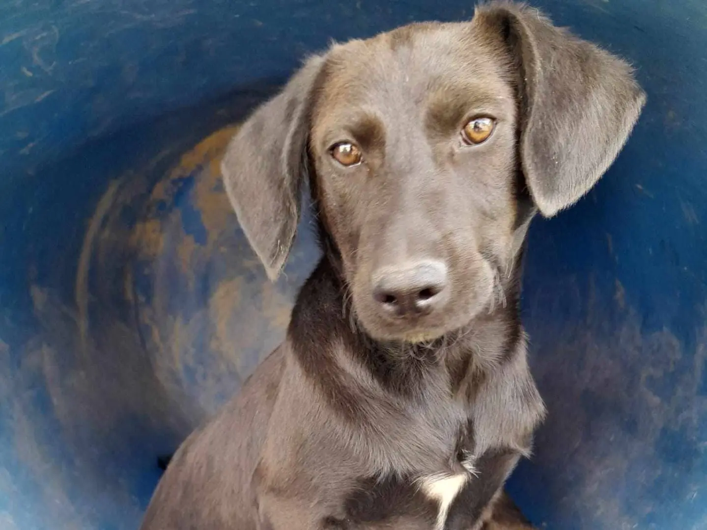 Adozione cane, maschio, meticcio, 3 anni, taglia media contenuta, Catania