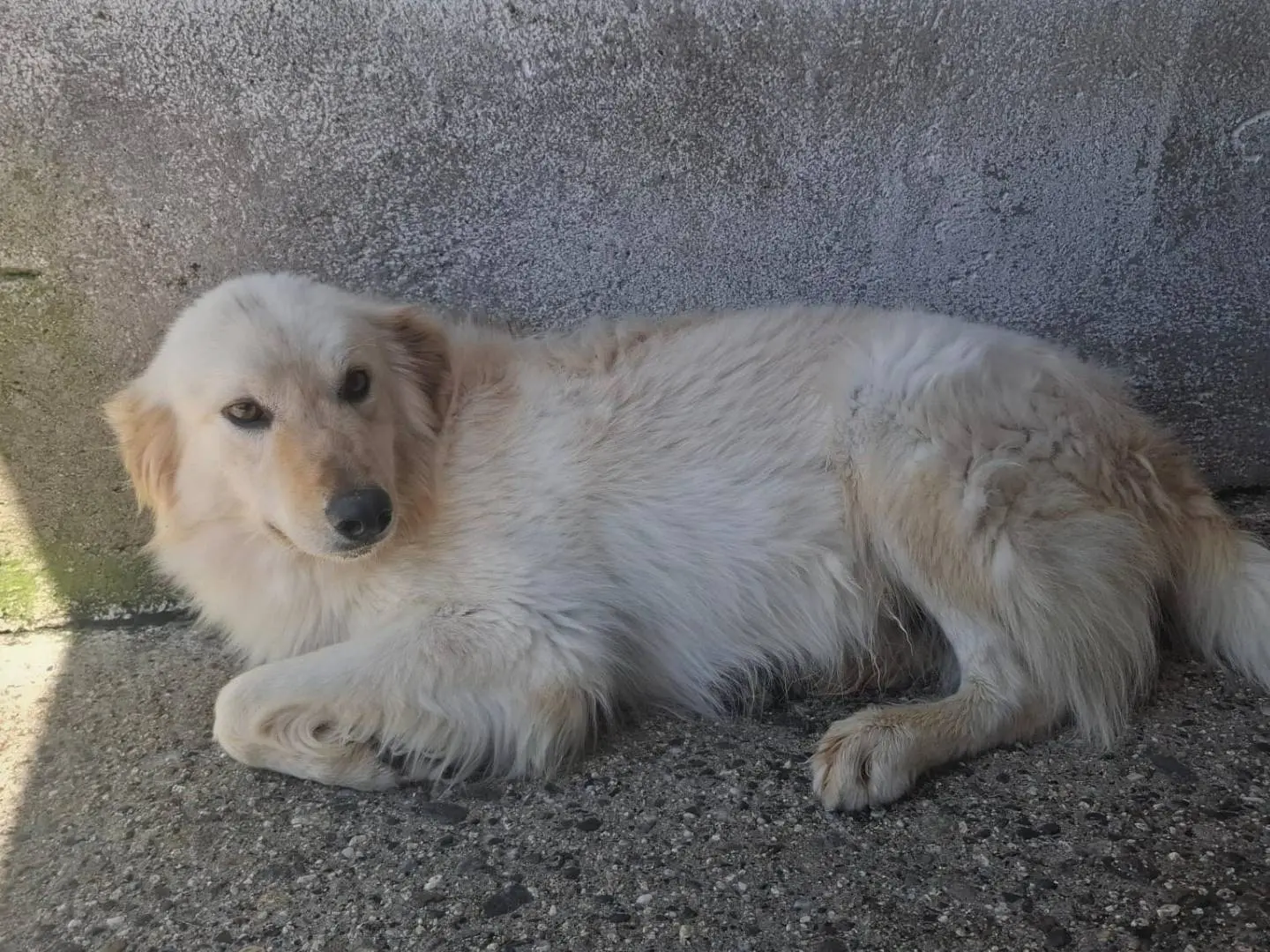 Adotta un cane, maschio, 2 anni e 4 mesi, Asti