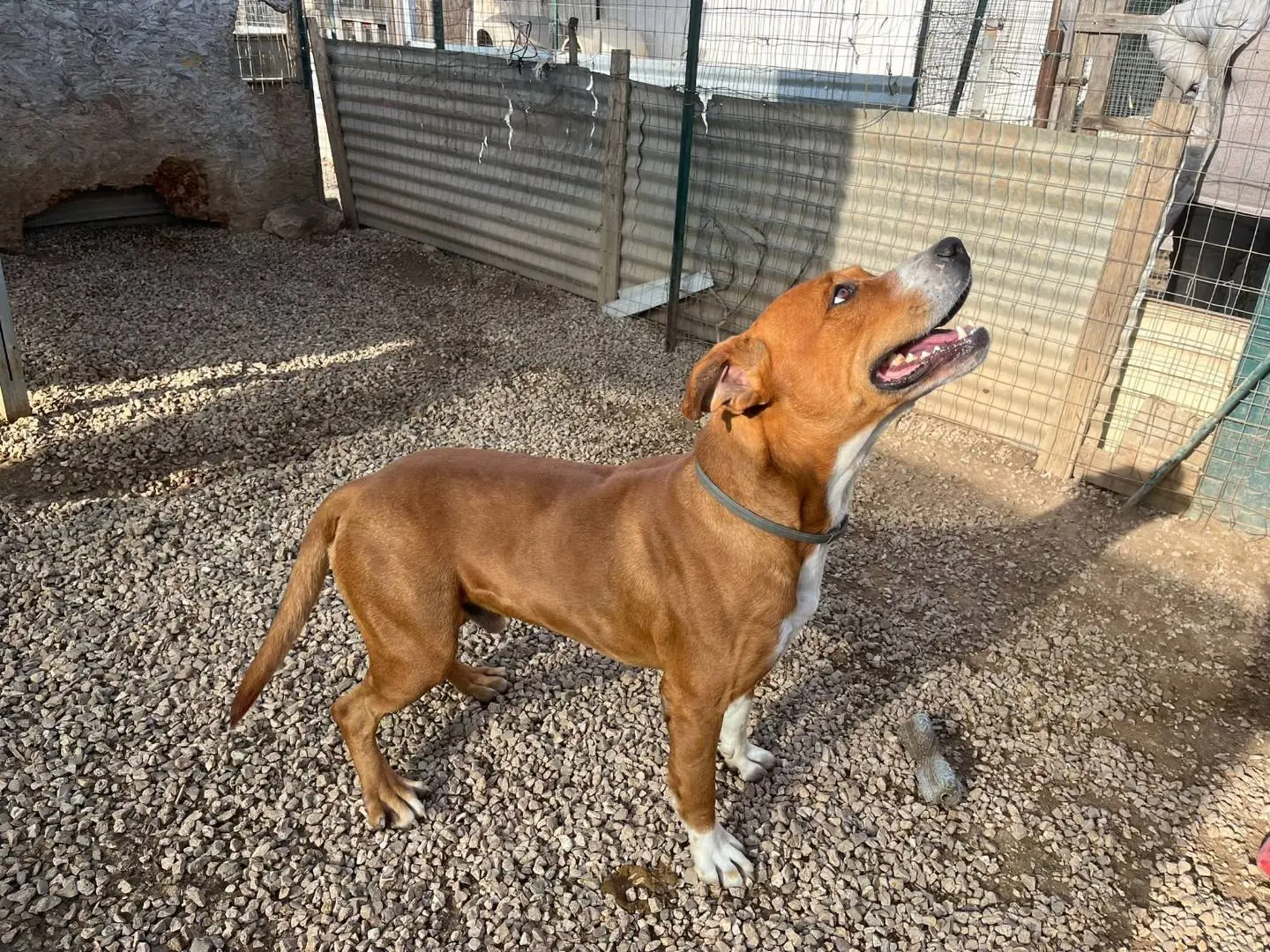 Vuoi adottare un cane a Taranto?