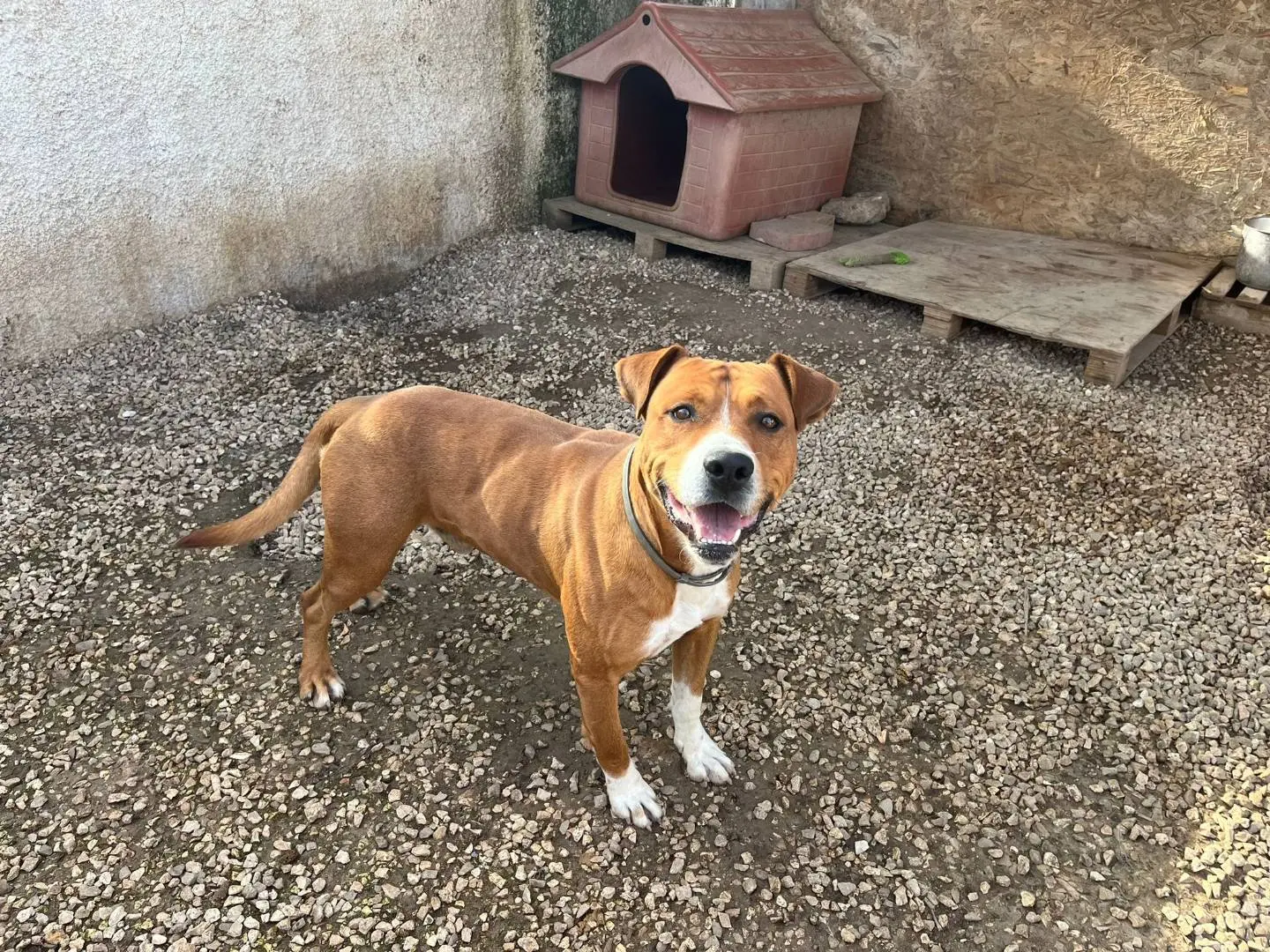 Adotta un cane, taglia grande, maschio, Taranto