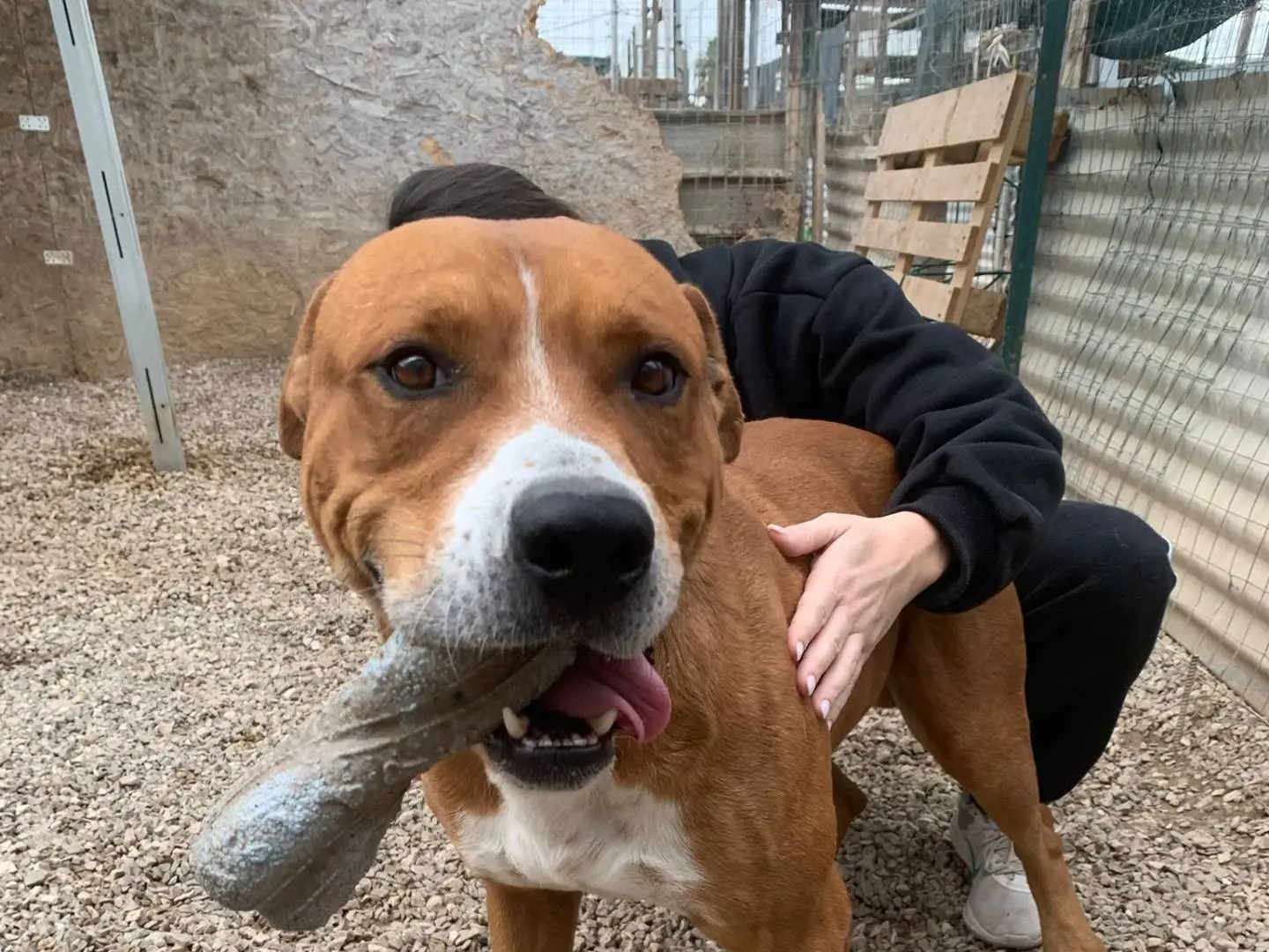 Adotta un cane, maschio, 5 anni e 6 mesi, Taranto