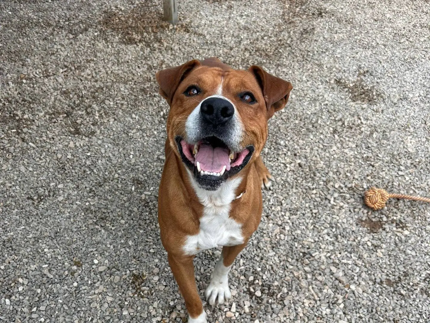 Adozione cane, maschio, Amstaff Razza sconosciuta, 5 anni e 6 mesi, taglia grande, Taranto