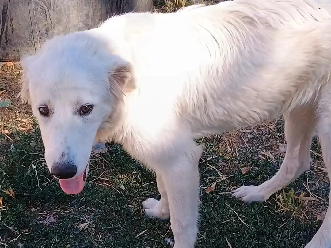 Vuoi adottare un cane a Potenza?