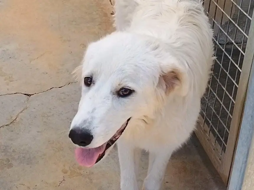 Adozione cane, femmina, Pastore maremmano Razza sconosciuta, 1 anno e 10 mesi, taglia gigante, Potenza