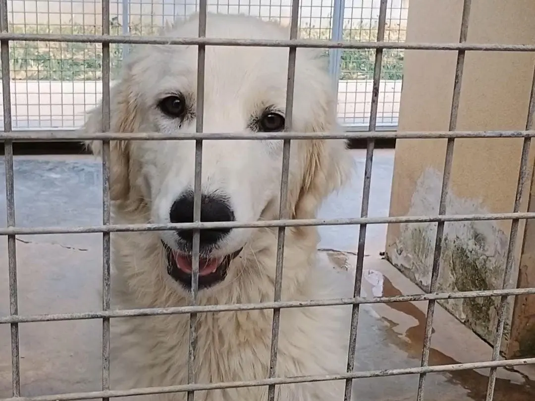 Adotta un cane, femmina, 1 anno e 10 mesi, Potenza