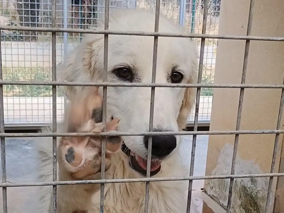 Adotta un cane, taglia gigante, femmina, Potenza