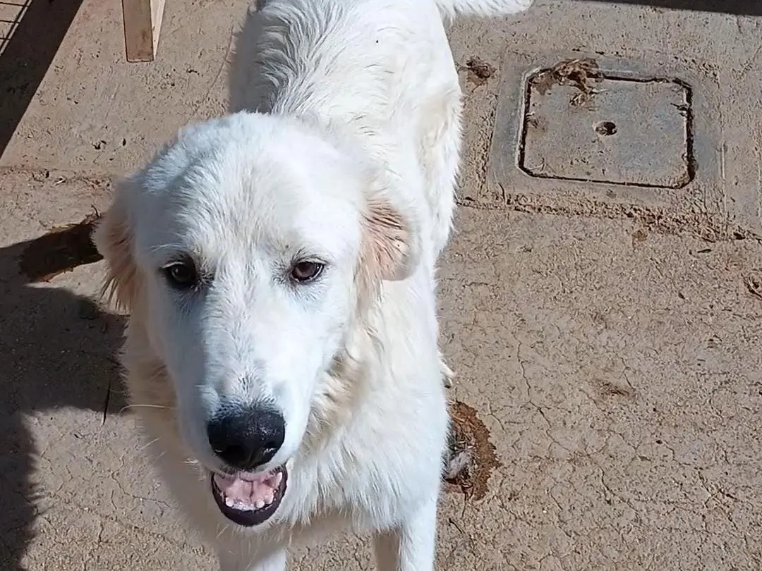 Adotta il cane Bella a Potenza