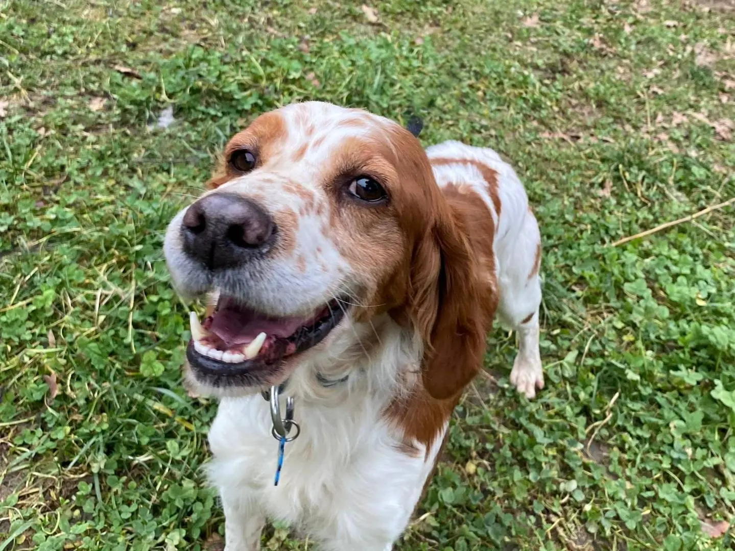 Adozione cane, maschio, Breton Razza sconosciuta, 7 anni e 3 mesi, taglia media contenuta, Milano